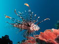 Red lionfish (Pterois voiltans)