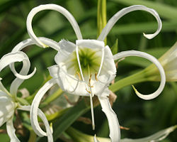 Spiderlily.jpg