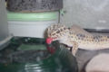 Leopard Gecko (Eublepharis macularius) subfamily Eublepharinae