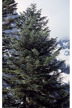 Abies amabilis.jpg