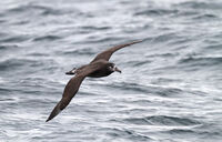 Black-footed albatross.jpg