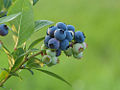Blueberry Family: Ericaceae