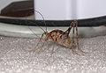 Camel cricket (Ceuthophilus spp) Family: Rhaphidophoridae