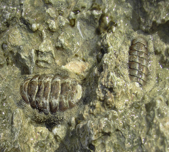 File:Chiton tuberculatus.jpg