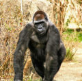 Gorilla (Gorilla gorilla) Order: Primates