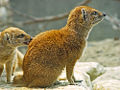 Thumbnail for version as of 08:43, 13 March 2008