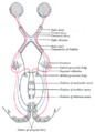 Thumbnail for version as of 07:02, 3 March 2010