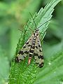 Scorpionfly (Panorpa vulgaris) Family: Panorpa