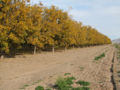Pecan (Carya illinoensis) grove