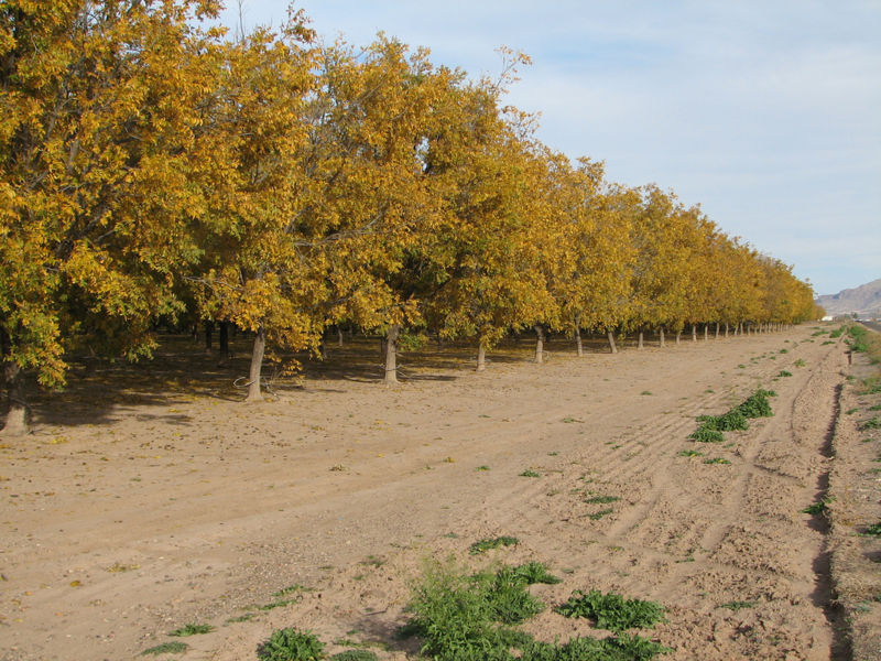 File:PecanGrove3.jpg