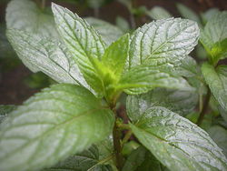 The peppermint plant.jpg