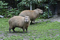 Capybara (H. hydrochaeris)