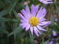 New York Aster (Aster novi-belgii)
