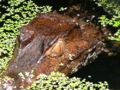 Brown Caiman (C. c. fuscus)