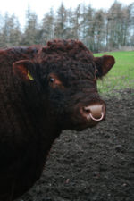 Bull.jpg