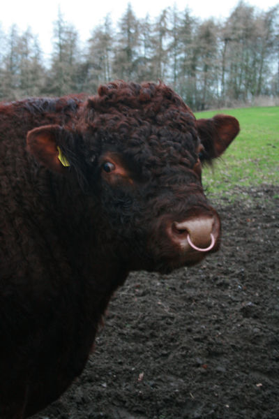 File:Bull.jpg