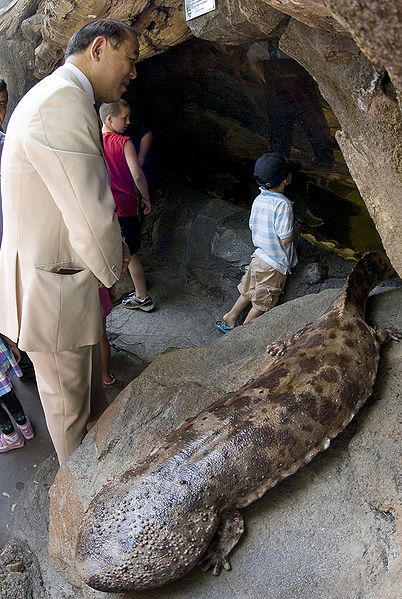 File:Japanese giant salamander.jpg