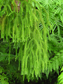 Lycopodium squarrosum
