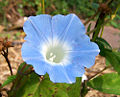 Whiteedge Morning-Glory (Ipomoea Nil)
