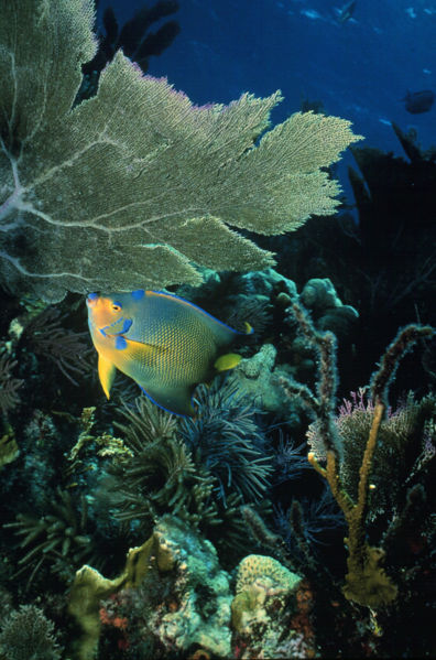 File:Queen Angelfish 3.jpg