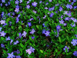 Vinca minor 001.jpg