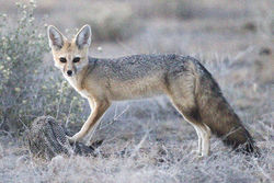Vulpes..Chama800PX.JPG