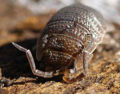 Woodlouse own place.