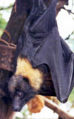 Thumbnail for version as of 20:12, 31 December 2006