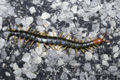 a centipede on a rock