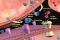 Thumbnail for version as of 01:29, 29 April 2011