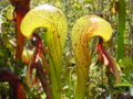 California pitcher plant (Darlingtonia californica)