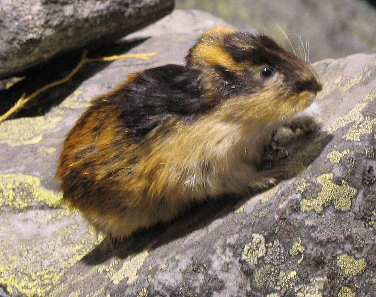 File:Lemming-Title Pic.jpg