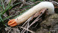 Lysurus (Lysurus mokusin) L.mokusin