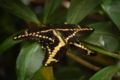 Thumbnail for version as of 22:05, 21 January 2007