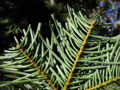 White fir underside