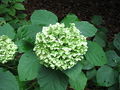 Smooth hydrangea (H. arborescens)