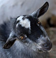 Domestic Goat (Capra aegagrus hircus )