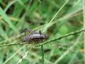 Field cricket (Gryllus pennsylvanicus ) Family: Gryllidae