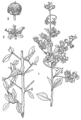 Thumbnail for version as of 04:15, 21 May 2015