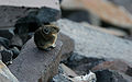 Thumbnail for version as of 00:22, 3 February 2011