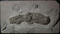 no common name [fossilized Vampyronassa rhodanica (Vamyroteuthis infernalis ancestor) ]
