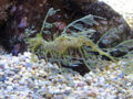 Leafy Sea Dragon (Phycodurus eques)