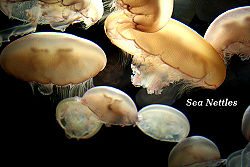192160897 19d90fbde6.jpg