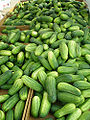 Kirby Cucumber (Marah oreganus)