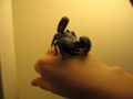 Emperor scorpion