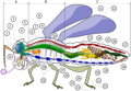 Thumbnail for version as of 19:51, 20 October 2006