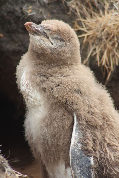File:Baby yellow-eyed penguin.jpg