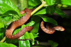 Brown tree snake (Boiga irregularis).jpg