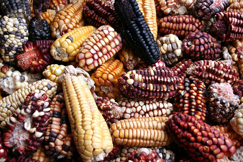 File:Bunchesofcorn.jpg