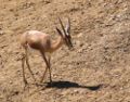 Dorcas Gazelle (Gazella dorcas) Species: Gazella dorcas